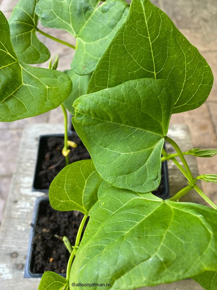 03-beans true leaves-Notice the yellowed cotyledons towards base of stem