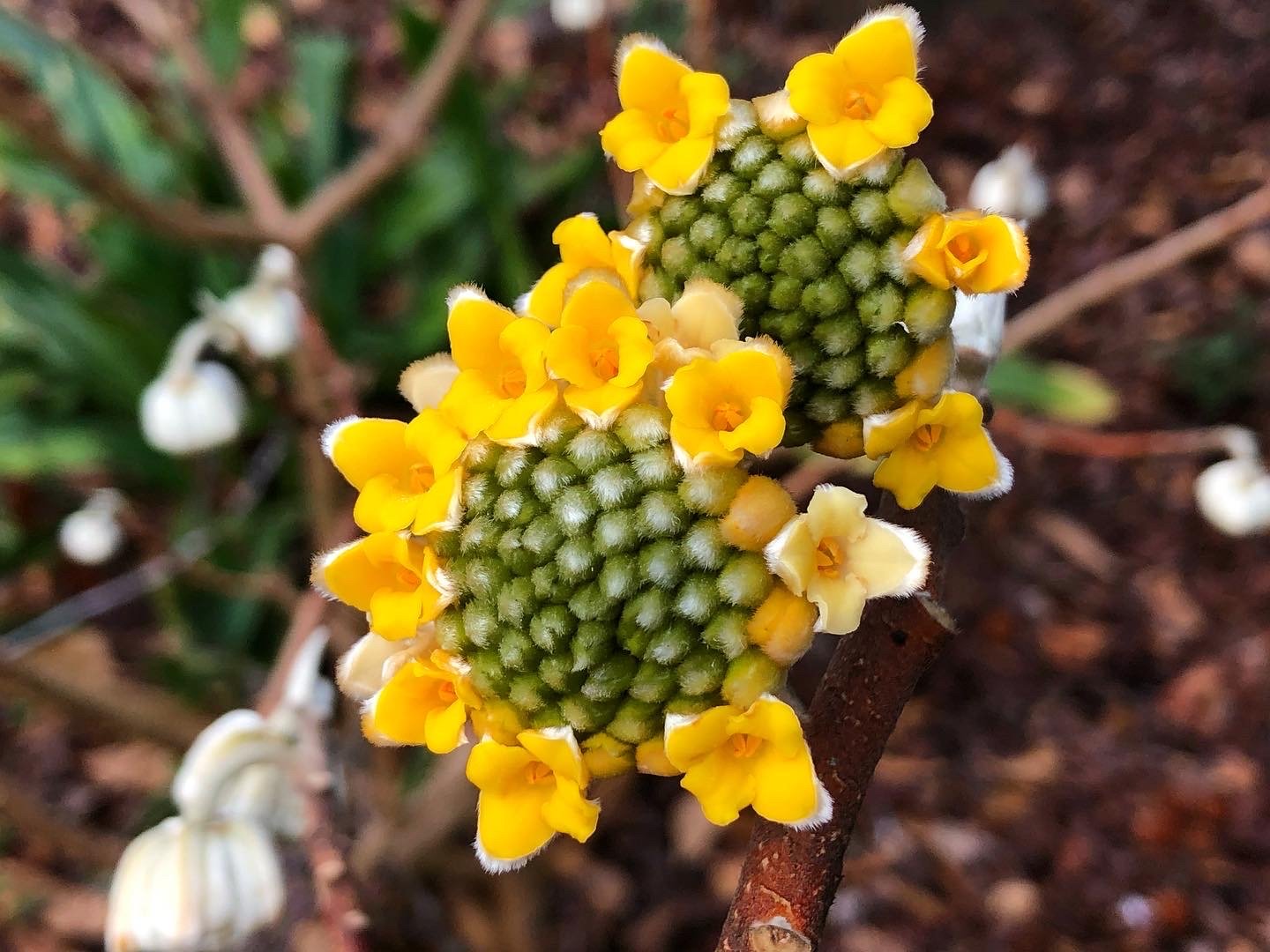 04 - Shrub - Edgeworthia