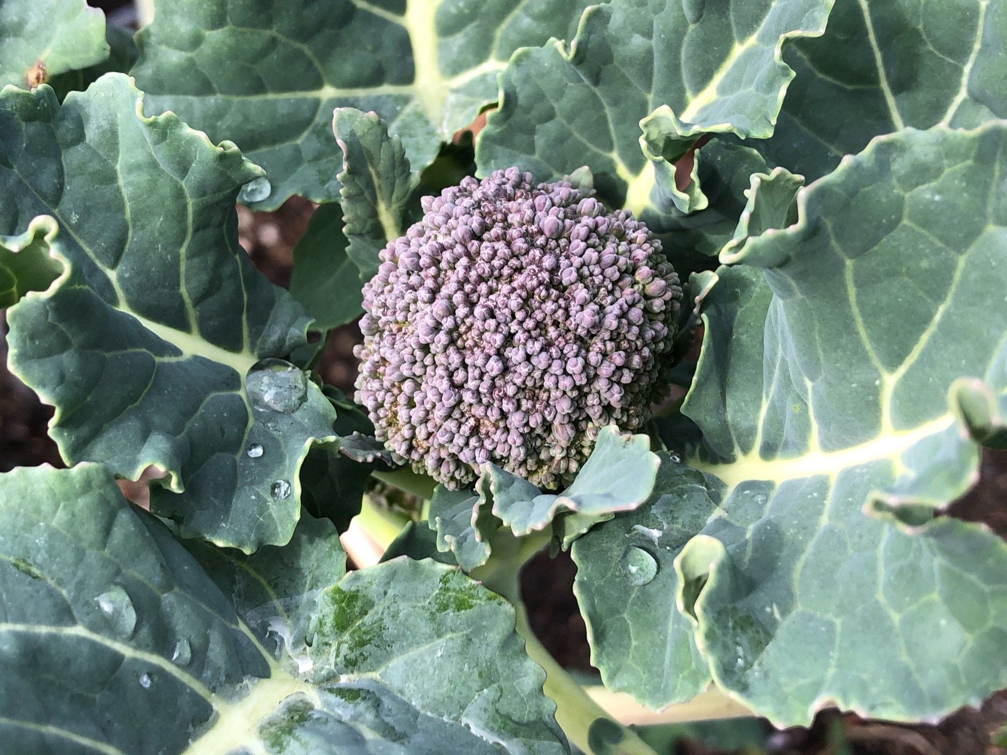 08 - Vegetable - Brassica broccoli