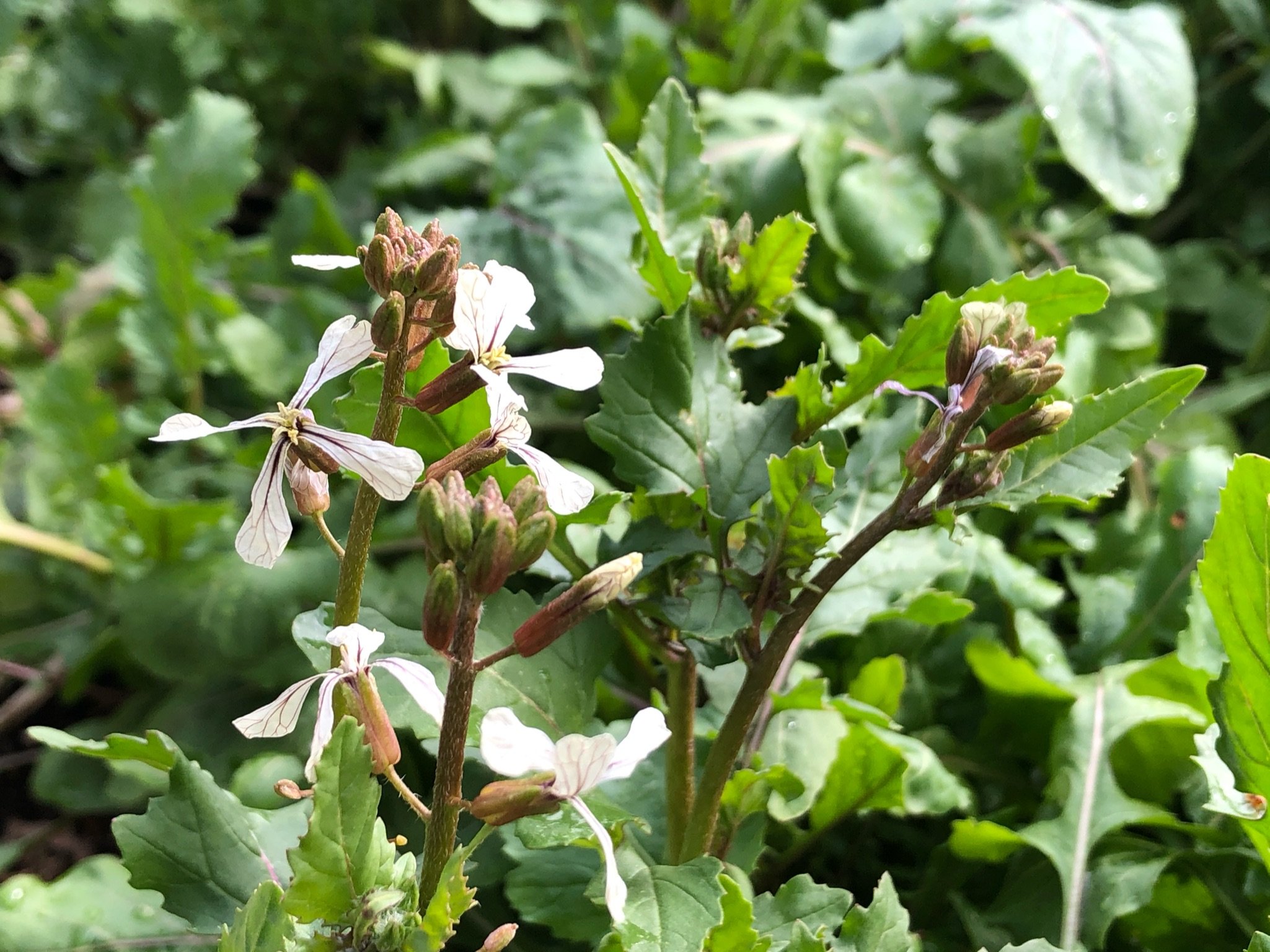 09 - Vegetable - arugula