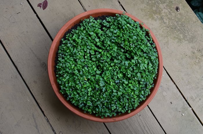 1 microgreens salad mix younger copy