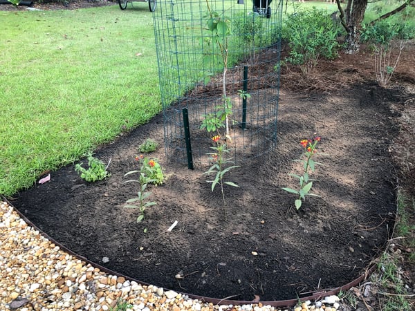 Milkweed for butterflies