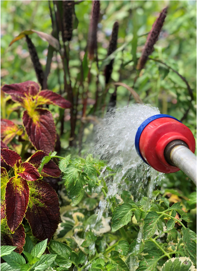 Brie's May tips for Watering Your Plants