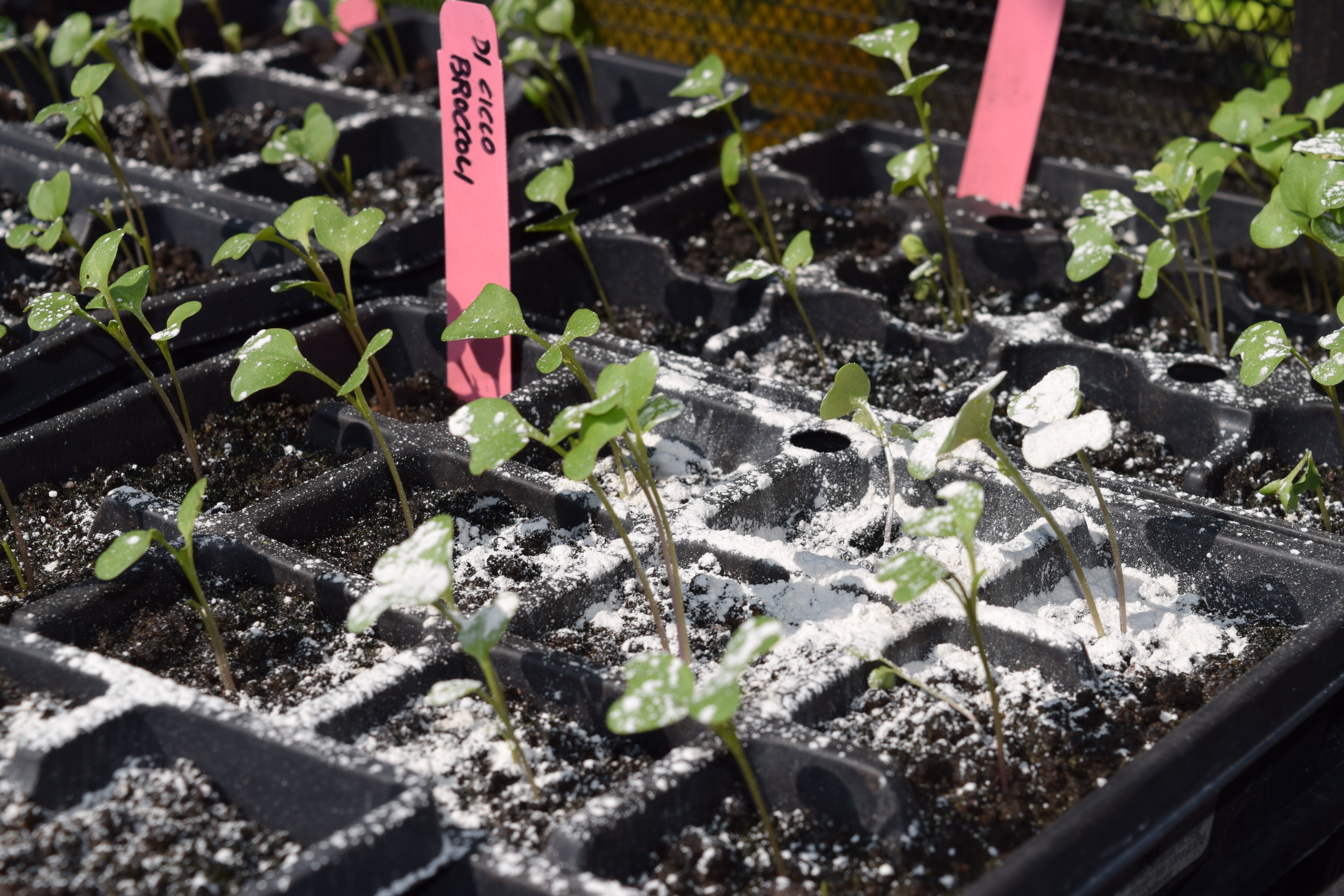 Tray of cabbage seedlings dusted with Bt powder