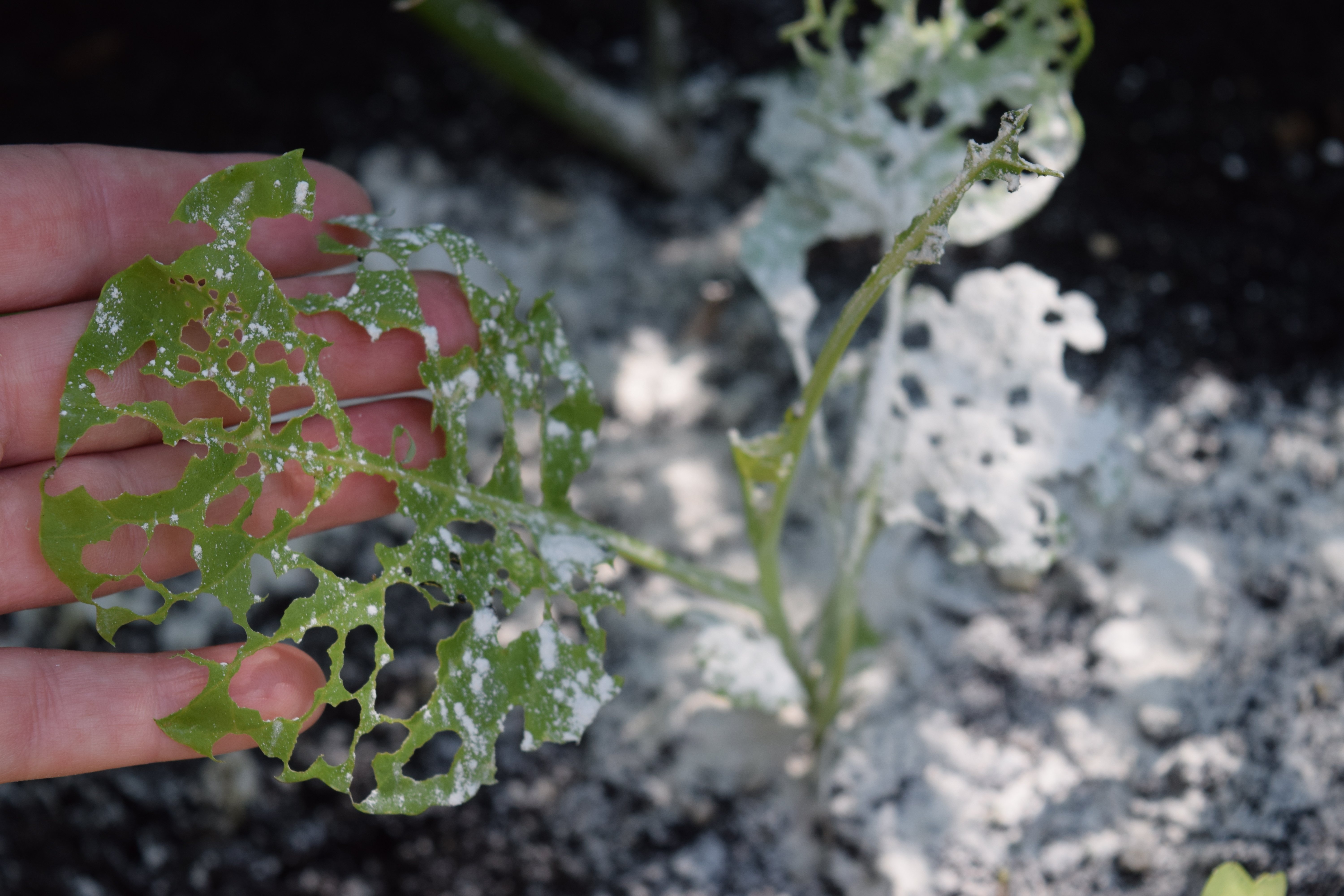 Young cabbage plant eaten by cabbage worms