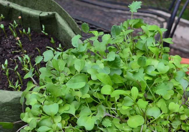 Salad mix microgreens ready to harvest