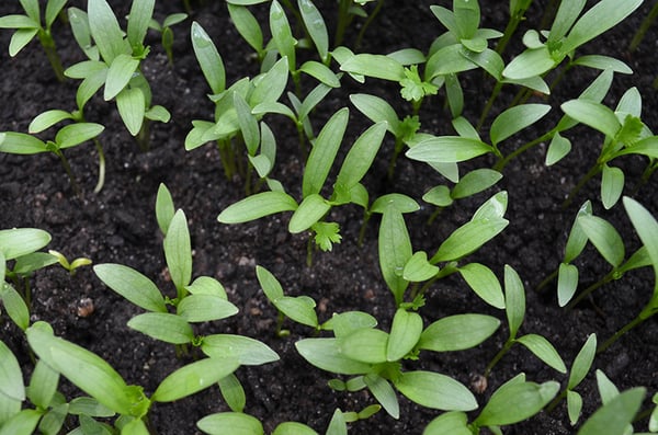 Cilantro seedlings close up