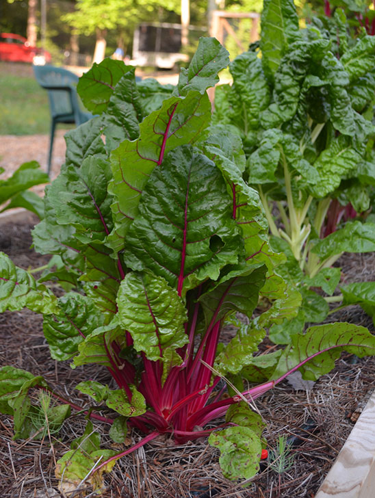 How to start a Plant a Row for the Hungry Community Garden