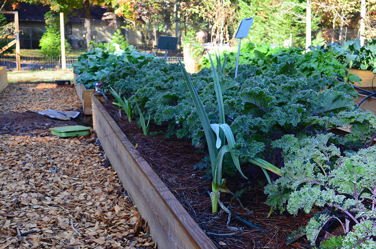 How to start a Plant a Row for the Hungry Community Garden