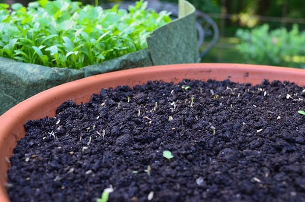 Snails ate my lettuce seedlings