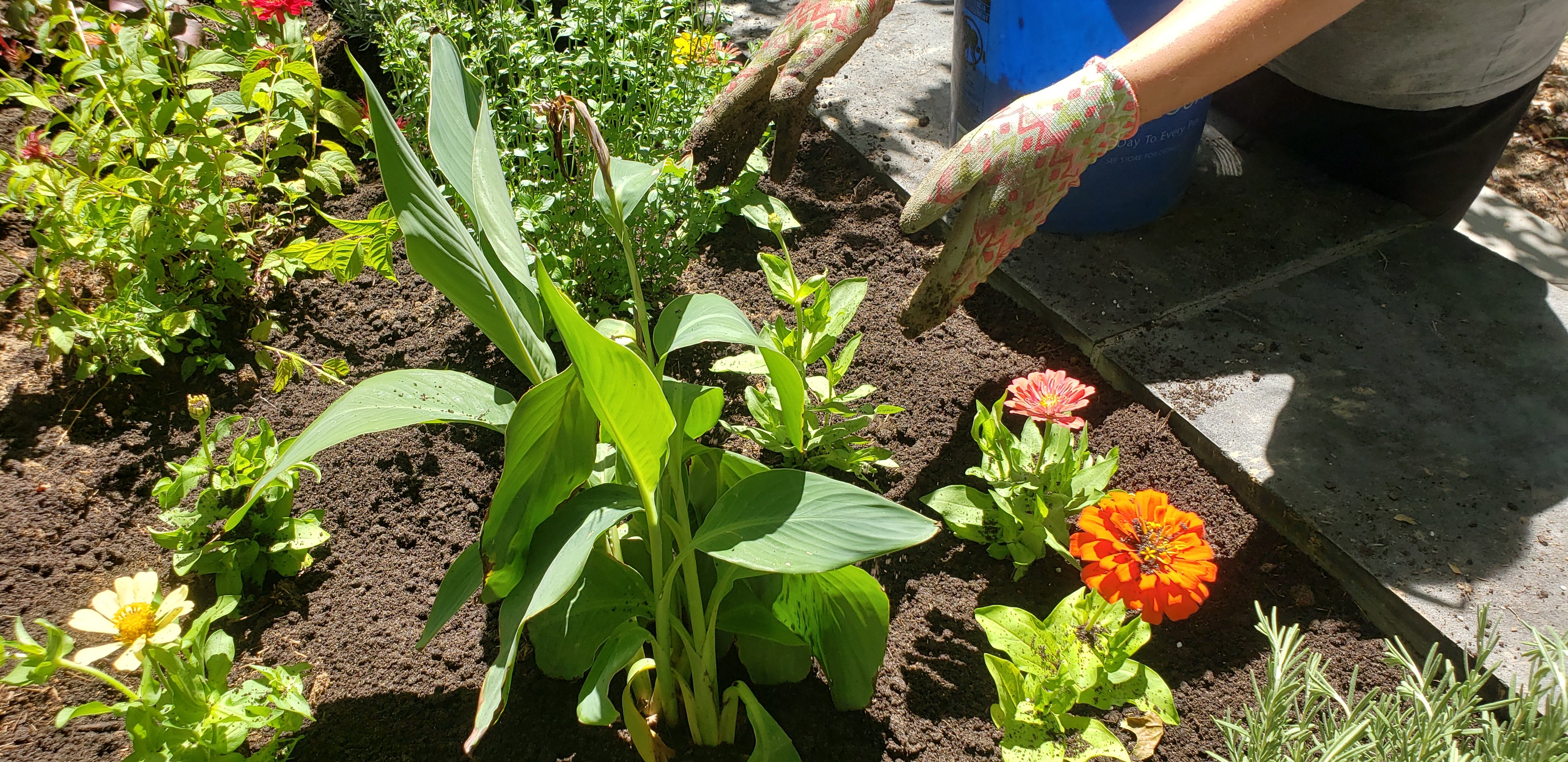 8 - setting the first plants for some color