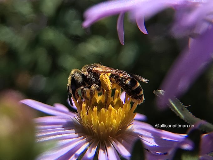 Anatomy of a bee with the anatomy of a flower