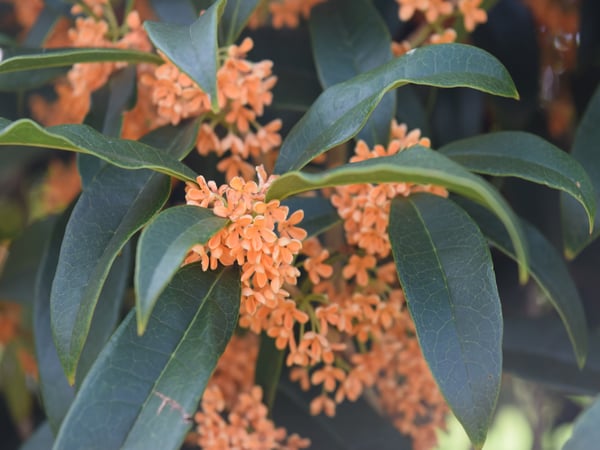 Autumn blooming fragrant tea olive