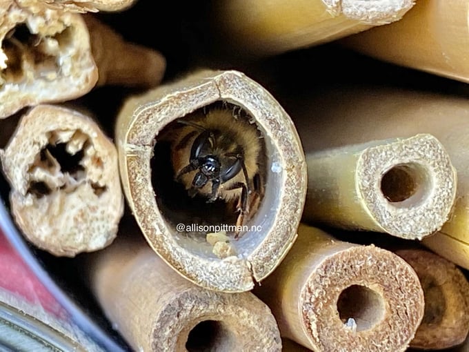 Bee making a home in bamboo
