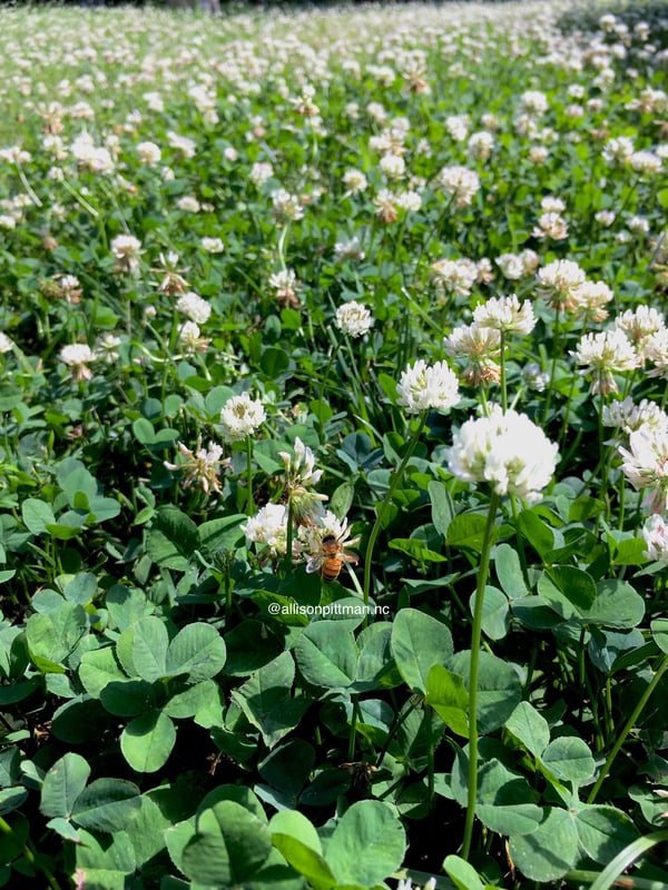 Bee on white clover flower Clover lawn at my house