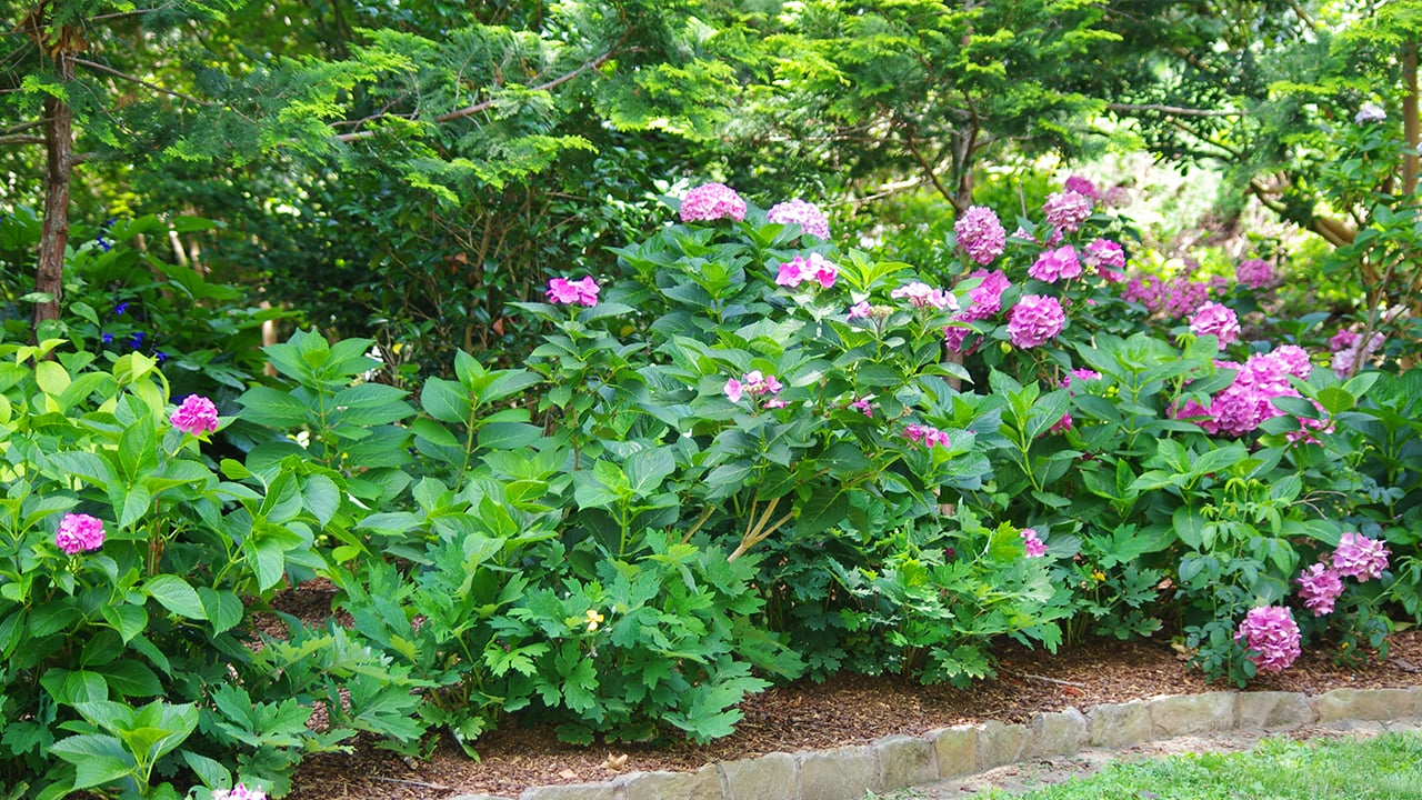 Bigleaf Hydrangeas transplanted into mounds of Soil3 in front of tree line