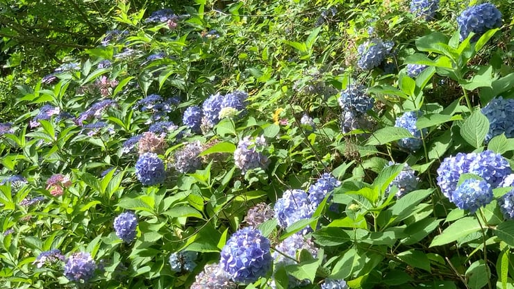 Blue Hydrangea