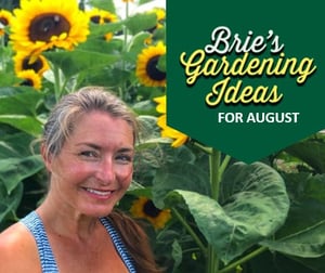 Brie's Gardening Ideas for August