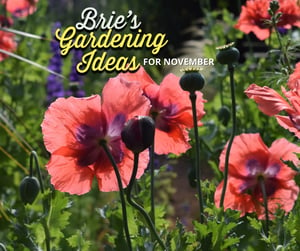 Brie's Gardening Ideas for November