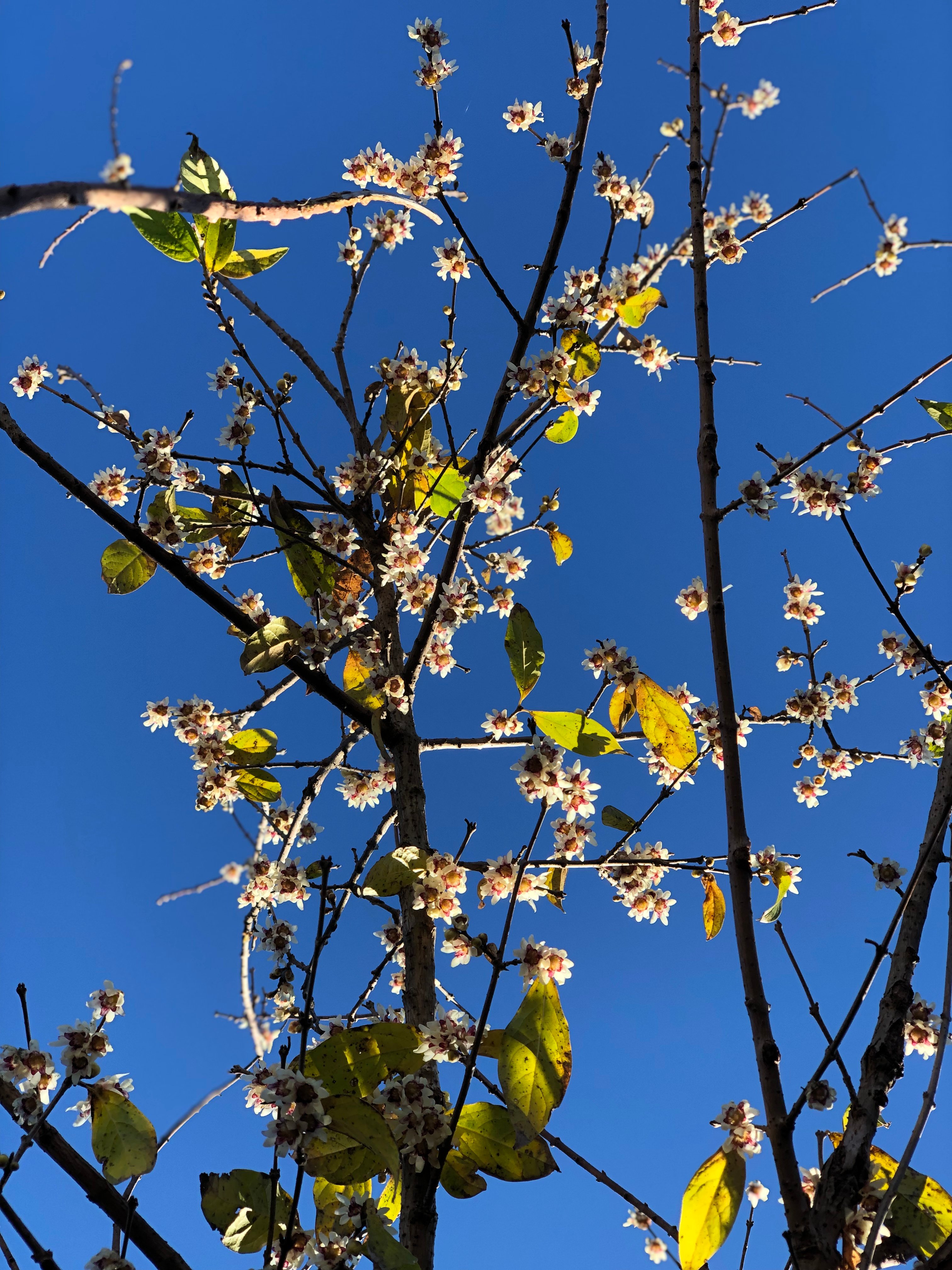 Brie Wintersweet flowers with blue sky