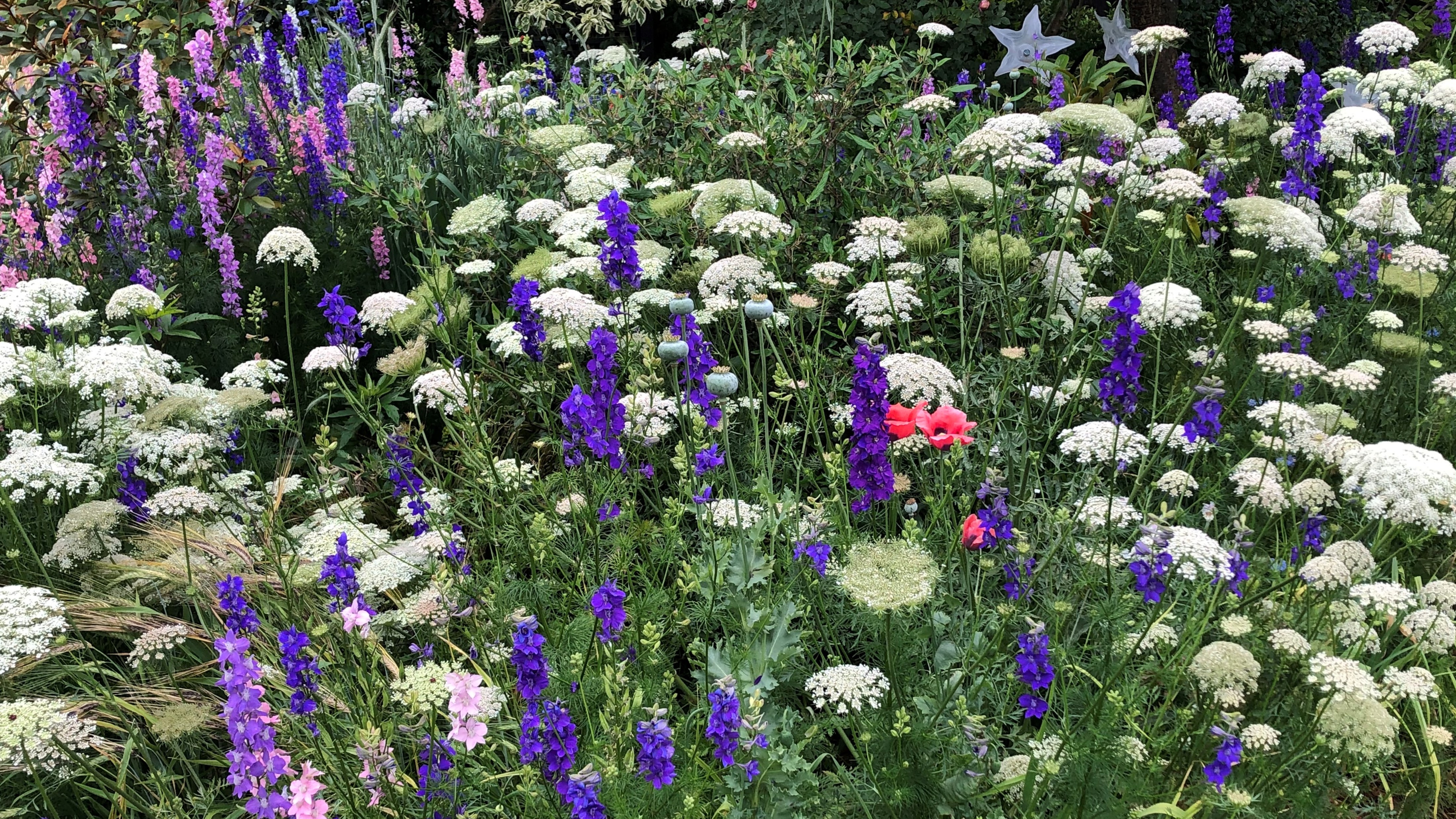 Brie carrots in bloom with larkspur and barley spring flowers