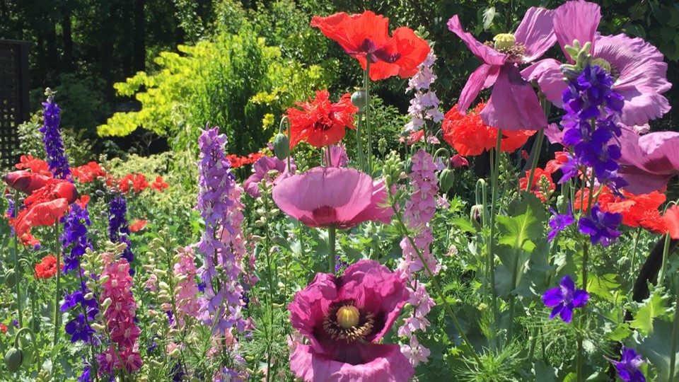 Brie poppies and larkspur mixed spring flower border