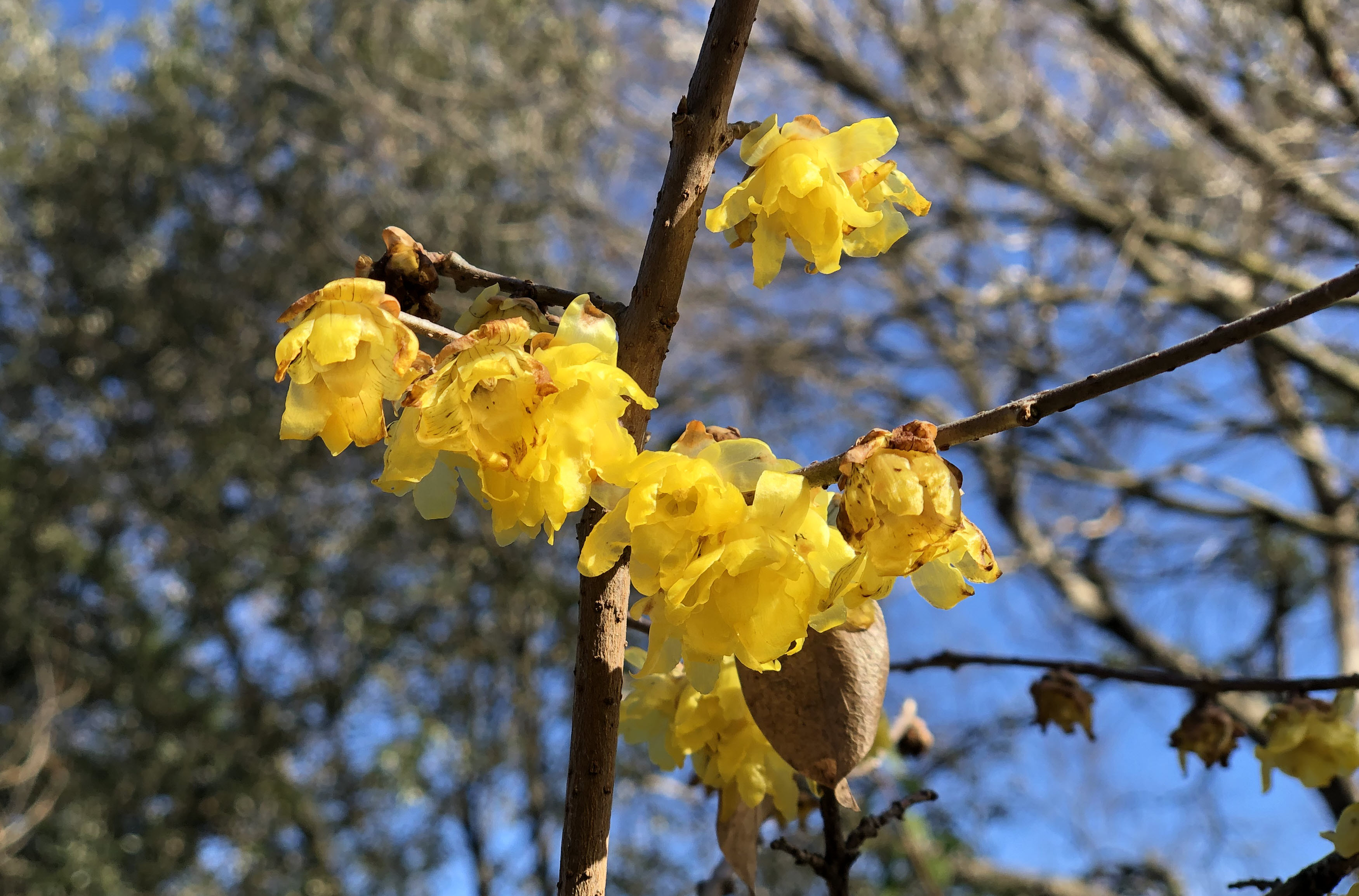 Brie wintersweet Luteus yellow blooms closeup2