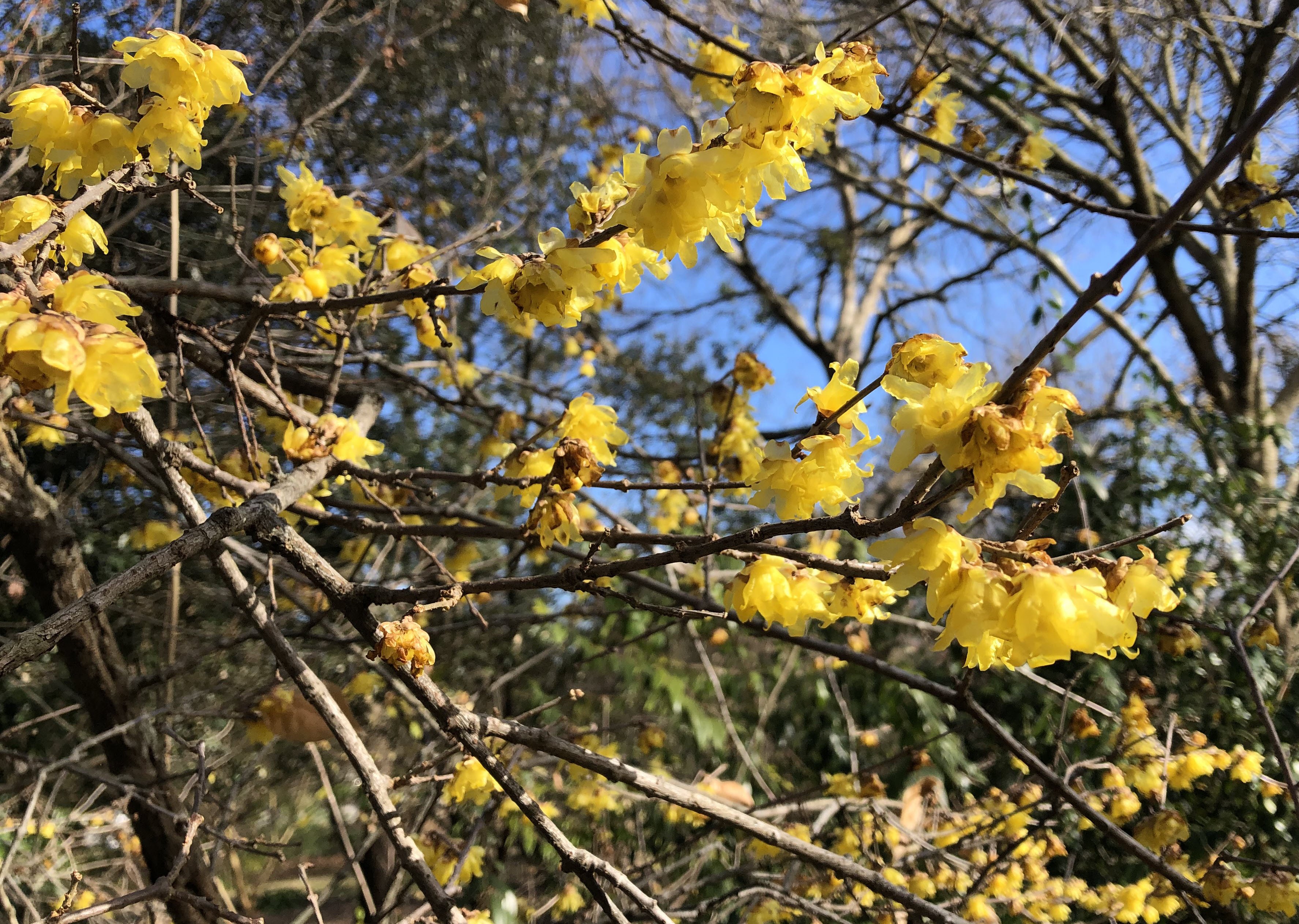 Brie wintersweet Luteus yellow blooms2