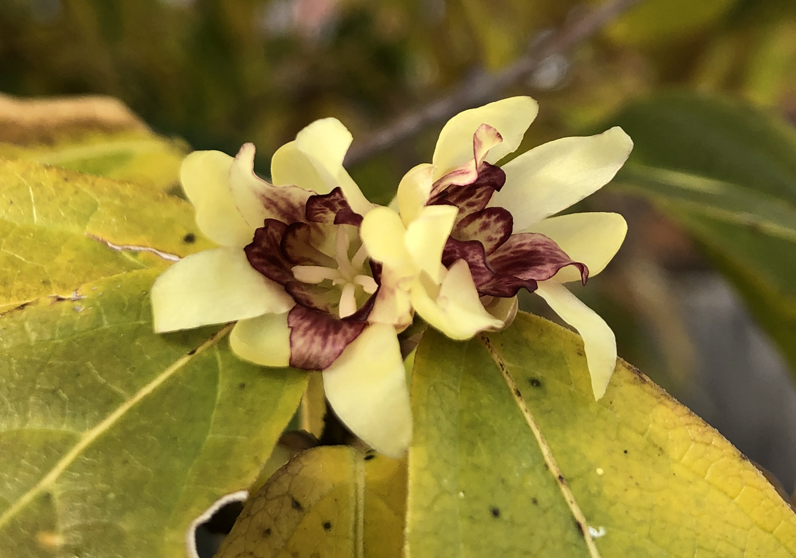 Brie wintersweet closeup of blooms crop