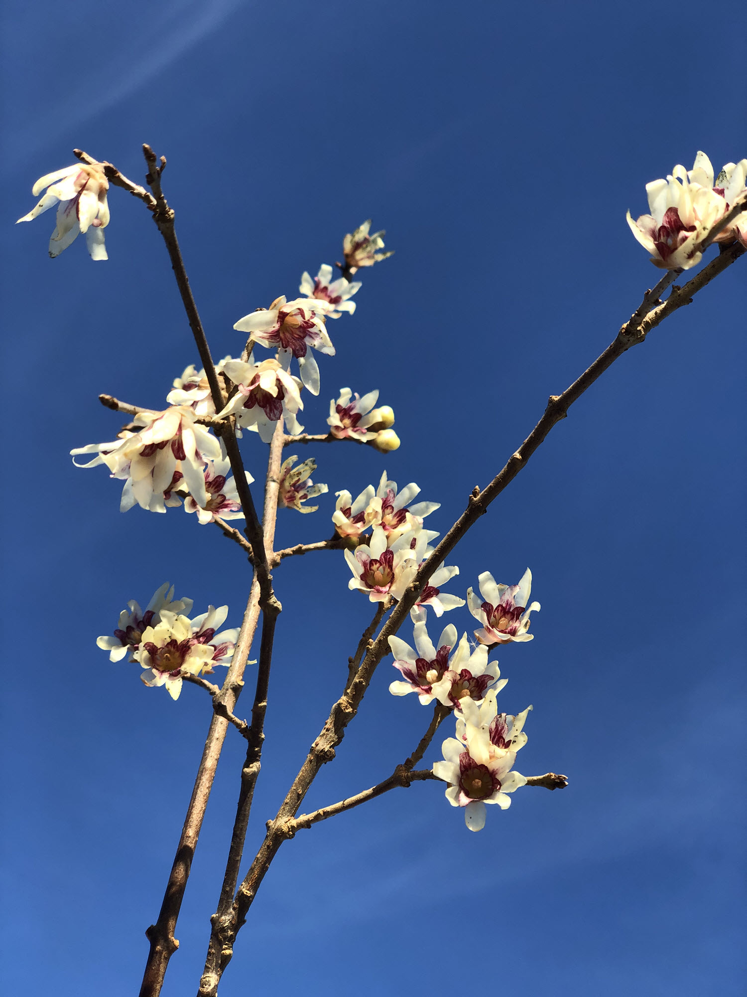 Brie wintersweet with blue sky