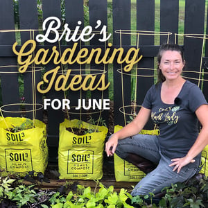 Brie's Gardening Ideas for June