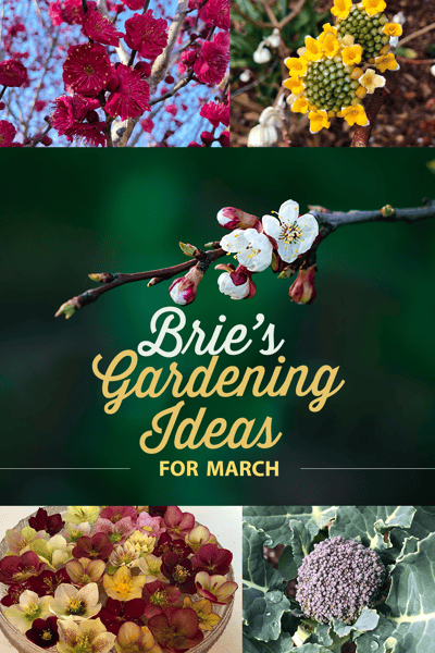 BrieGardeningToDo_Pinterest