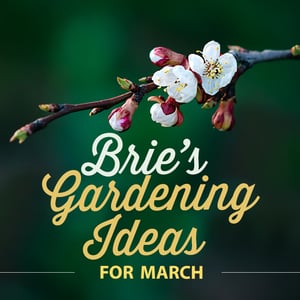 Brie's Gardening Ideas for March