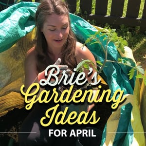 Brie's Gardening Ideas for April