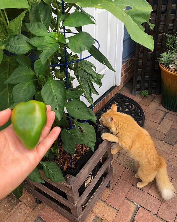 Brie_Soil3_peppers_cat