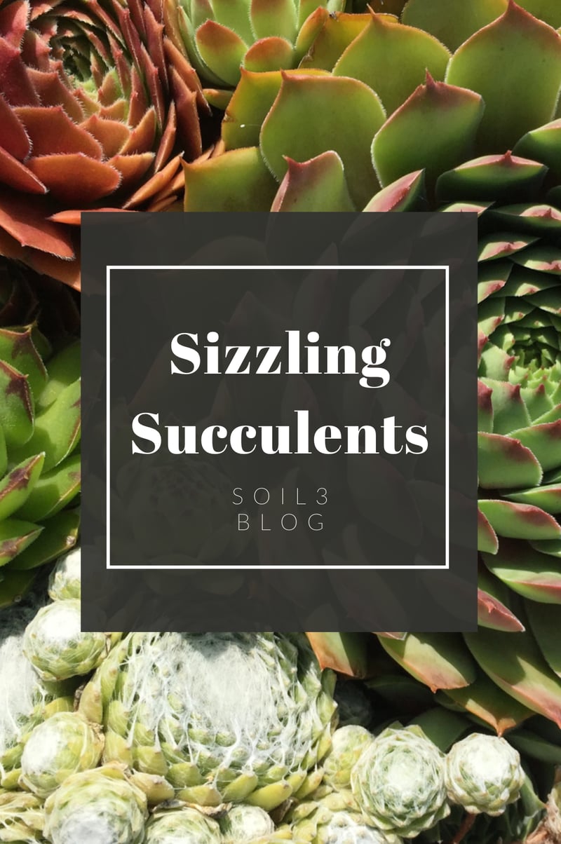 Sizzling Succulents - Tips for Growing Success