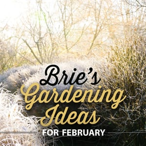 Brie's Gardening Ideas for February