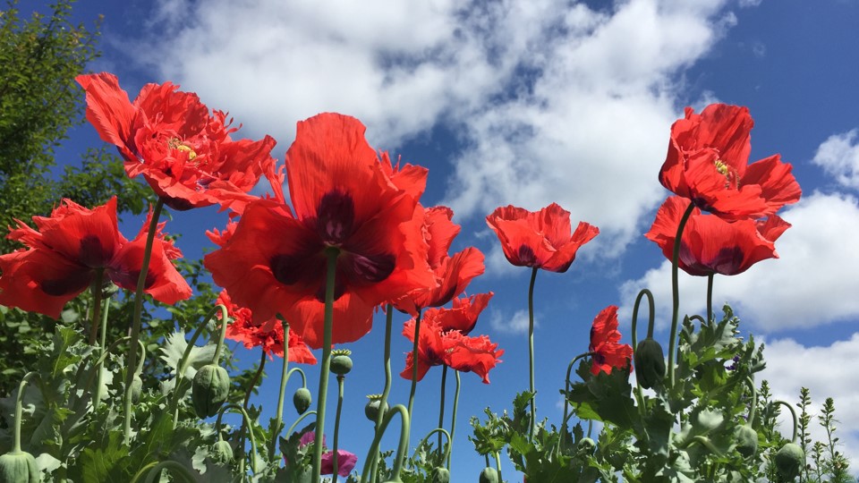 Bries Poppies with blue sky Pappaver somniferum