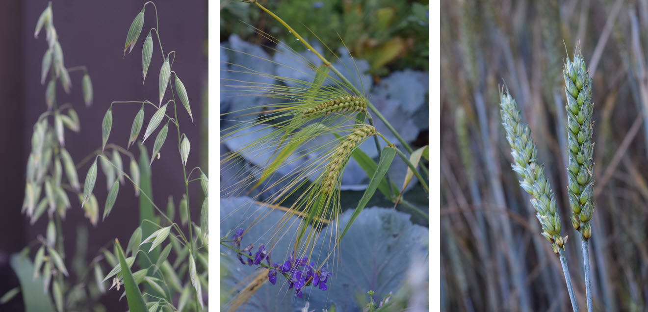 Cool Season Grains  - oats barley wheat