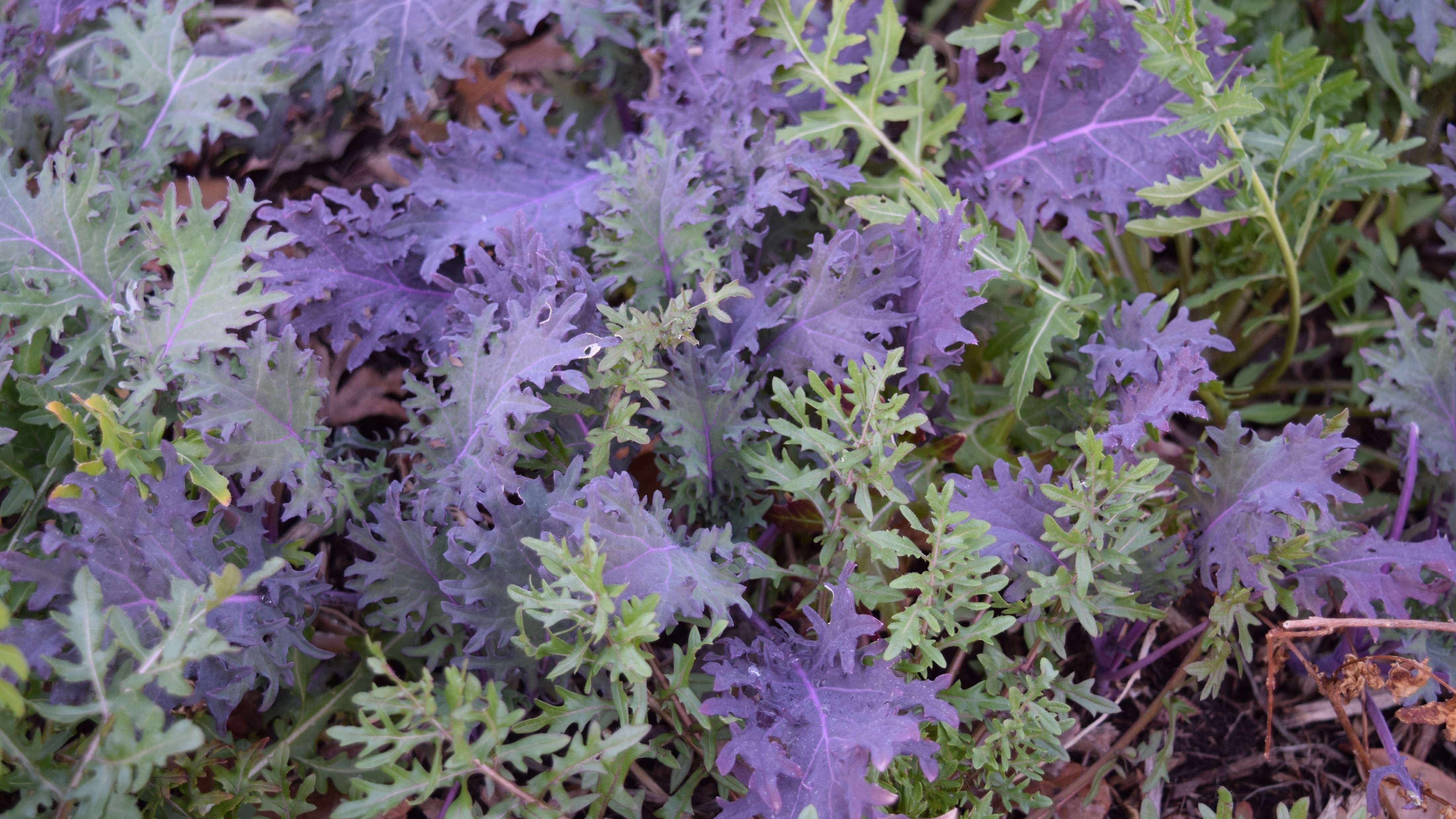 Cool Season Vegetables greens