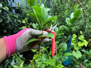 Propagation for the Home Gardener