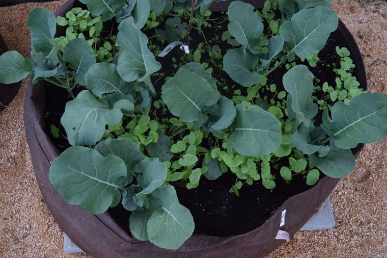 Broccoli plants and seeds growing in Root Pouch