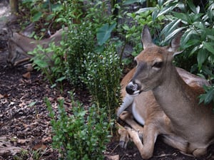 Expert Gardener Tips for Keeping Deer Away