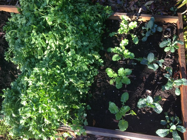 raised bed garden plantings