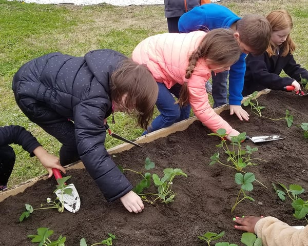 students planting strawberries in raised bed garden