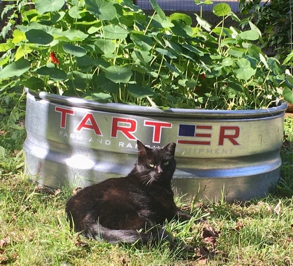 galvanized tubs or troughs for raised bed vegetable gardening