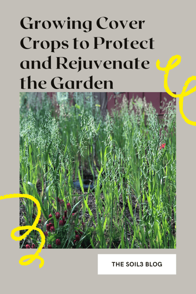 Growing Cover Crops to Protect and Rejuvenate the Garden