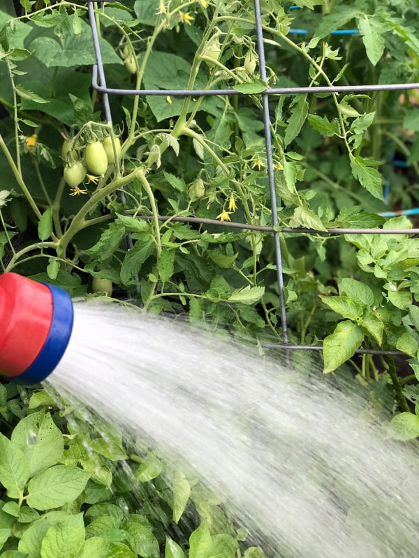 Hand watering my tomatoes