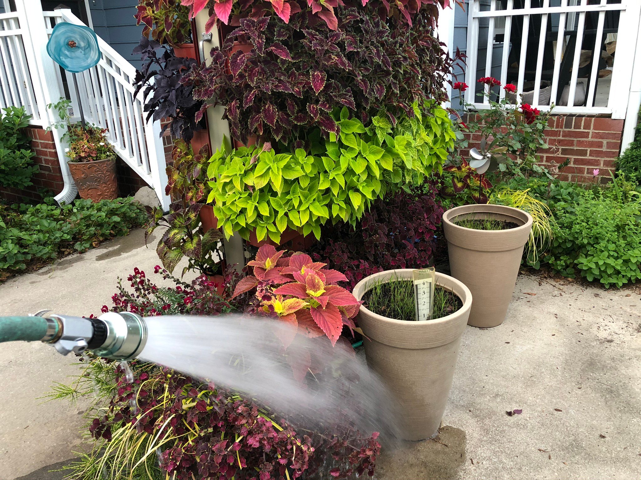 Living Wall planted with coleus