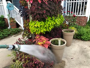 Best Practices for Watering your Garden